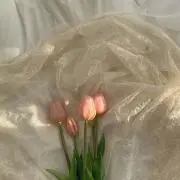 ぽの画像