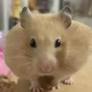 ぱんの画像