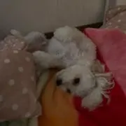 ⭐︎即購入OKさんです⭐︎