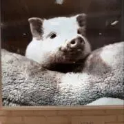元
