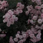 Aの画像