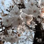 さくらんぼの画像