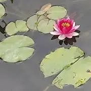 HAPPYの画像