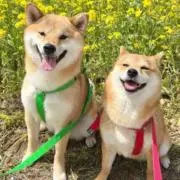 REVENGEの画像