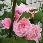 としママ0128の画像