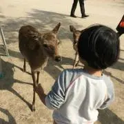 フッキーの画像
