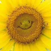 ヒマワリの画像