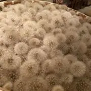 Rの画像