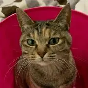 みみしゃみ