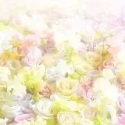 花水木の画像