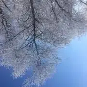 翠の画像