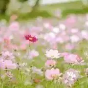 kayoの画像