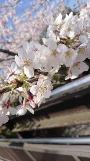 さくらの画像