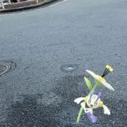 Kの画像