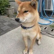 Atsuの本屋