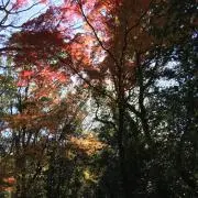 Thrillerの画像