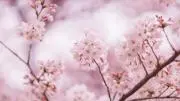 シルクの画像