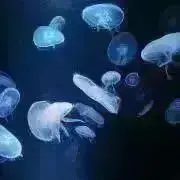 もんの画像