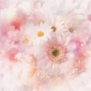 yuの画像
