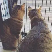 みーこの画像