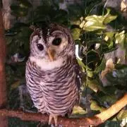mimi