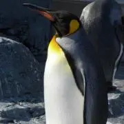 コウテイペンギンの画像