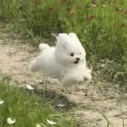 だんしゃりまるの画像