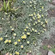 Mの画像