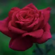 MONO