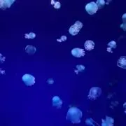 Ren 次回発送11日（木）の画像