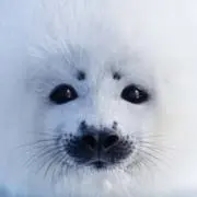 Maryの画像