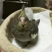ベル