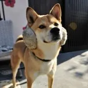 ぐりこの画像