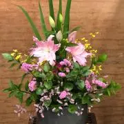 イルカの画像