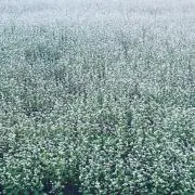 そばの画像