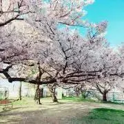 nonの画像