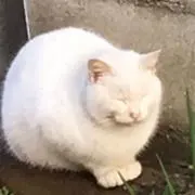 おしんの画像