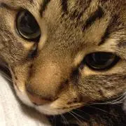 みつなの画像