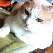 0113よしお