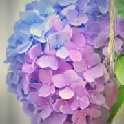 ♡の画像