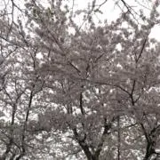 ももぴぃ。の画像