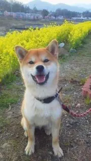 コタローの画像