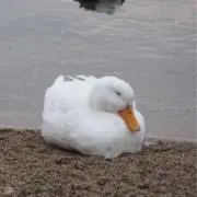 りの画像