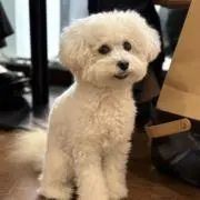 ローズの画像