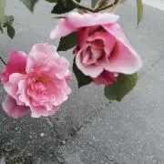 mamitantanの画像