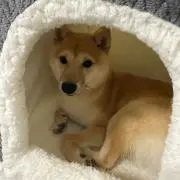 ムギの画像