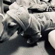 断捨離犬♬の画像