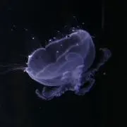 Haruの画像