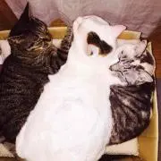 ミンミン