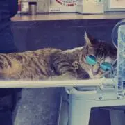 路地裏のにゃんこの画像